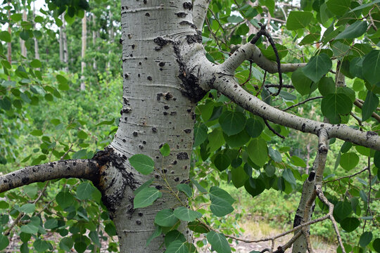 Quaking Aspen (Populus tremuloides) trunk and leaves
