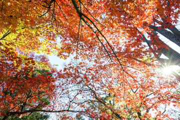 都会の庭園の池の畔の美しい紅葉。


日本国東京都港区 - 2021年12月4日
