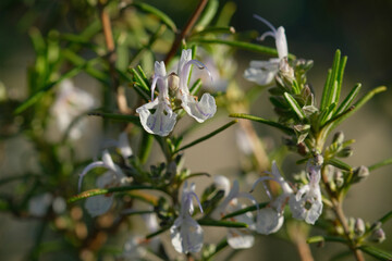 A close up image showing a rosemary plant featuring white flowers