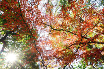 都会の庭園の池の畔の美しい紅葉。


日本国東京都港区 - 2021年12月4日

