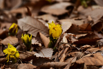 枯葉の中のフクジュソウのつぼみ