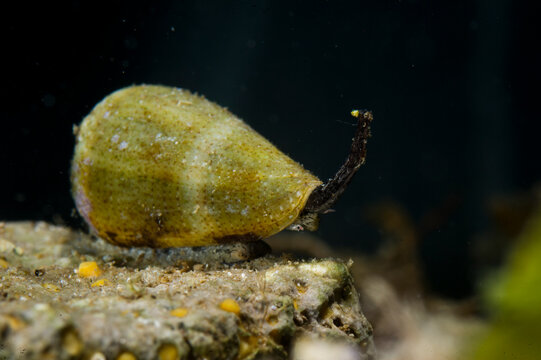 Sea Snail, conus mediterraneus syn Conus ventricosus, crawling along rock showing syphon and eye. Mediterranean sea, Sardinia, Alghero, Italy