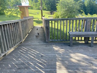 Ducks on the wooded overlook