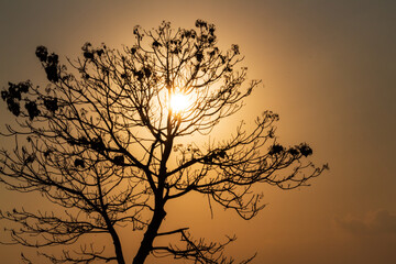 Silhouette of a Tree with Sunrise in the Morning