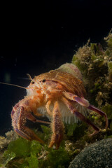 Prideauxs hermit crab and cloak anemone, Pagurus prideaux and Adamsia palliata, typical symbiosis, Mediterranean Sea,   Hermit crab, Porto Conte, Alghero, Sassari, Sardinia, Italy