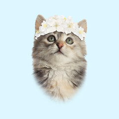 Fototapeta premium Cute cat with wreath of flowers on light blue background. Pet portrait