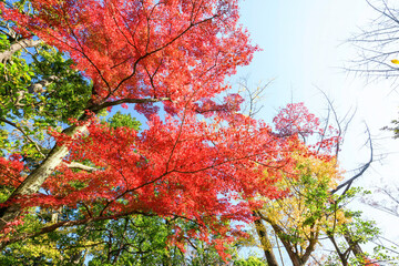 都会の庭園の池の畔の美しい紅葉。
日本国東京都港区 - 2021年12月4日
