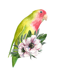 Watercolor parrot with anemones. Tropical lovebird illustration with flowers isolated on white background