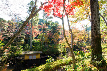 都会の庭園の池の畔の美しい紅葉。
日本国東京都港区 - 2021年12月4日
