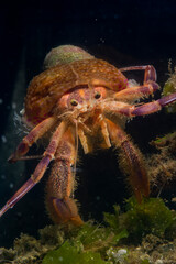 Prideauxs hermit crab and cloak anemone, Pagurus prideaux and Adamsia palliata, typical symbiosis, Mediterranean Sea,   Hermit crab, Porto Conte, Alghero, Sassari, Sardinia, Italy