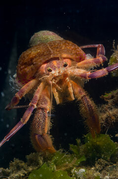 Prideauxs hermit crab and cloak anemone, Pagurus prideaux and Adamsia palliata, typical symbiosis, Mediterranean Sea,   Hermit crab, Porto Conte, Alghero, Sassari, Sardinia, Italy