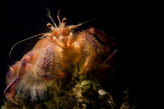 Prideauxs hermit crab and cloak anemone, Pagurus prideaux and Adamsia palliata, typical symbiosis, Mediterranean Sea,   Hermit crab, Porto Conte, Alghero, Sassari, Sardinia, Italy