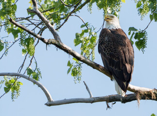Majestic Bald Eagle (Haliaeetus Leucocephalus) keeping watch at nest over lake, Fishers, Indiana, Spring. 