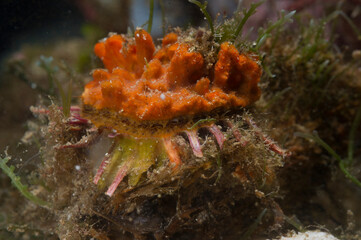 European thorny oyster (Spondylus gaederopus) coveded by oyster sponge or orange-red encrusting sponge (Crambe crambe) undersea. Alghero, Capo Caccia, Sardinia. Italy  © antasfoto