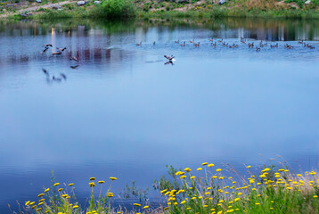 Geese airborne, on the water, and landing.
