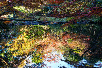 都会の庭園の池の畔の美しい紅葉。
日本国東京都港区 - 2021年12月4日
