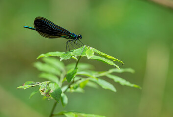 Male ebony jewelwing damselfly from Massachusetts  