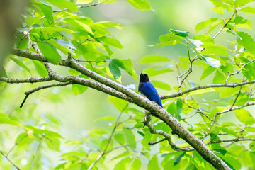 新緑の中、大きく美しい声でさえずる美しいオオルリ（ヒタキ科）。

日本国神奈川県相模原市、早戸川林道にて。
2024年6月撮影。

The beautiful Blue-and-white Flycatcher (Cyanoptila cyanomelana) chirp loudly and beautifully in the fresh green.
