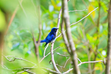 新緑の中、大きく美しい声でさえずる美しいオオルリ（ヒタキ科）。

日本国神奈川県相模原市、早戸川林道にて。
2024年6月撮影。

The beautiful Blue-and-white Flycatcher (Cyanoptila cyanomelana) chirp loudly and beautifully in the fresh green.
