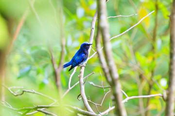 新緑の中、大きく美しい声でさえずる美しいオオルリ（ヒタキ科）。

日本国神奈川県相模原市、早戸川林道にて。
2024年6月撮影。

The beautiful Blue-and-white Flycatcher (Cyanoptila cyanomelana) chirp loudly and beautifully in the fresh green.
