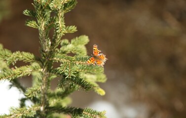 Hoary Comma (Polygonia gracilis) orange butterfly in Beartooth Mountains, Montana