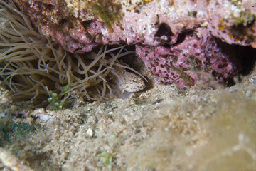 Golden goby or Yellow-headed goby (Gobius xanthocephalus) Ghiozzo (Gobius xanthocephalus). Hiding nearby anemonia tentacles Capo Caccia, Alghero, Sardinia, Mediterranean sea. Italia
