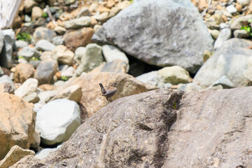 渓流で餌を探す可愛いカワガラス（カワガラス科）の親子。

日本国神奈川県相模原市、早戸川林道にて。
2024年6月撮影。

A lovely mother and child of a Brown Dipper (Cinclus pallasii) searching for food in a mountain stream.
