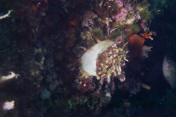 European thorny oyster (Spondylus gaederopus) coveded by oyster sponge or orange-red encrusting sponge (Crambe crambe) undersea. Alghero, Capo Caccia, Sardinia. Italy 