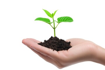 Hands holding a green plant with soil isolated on white background.