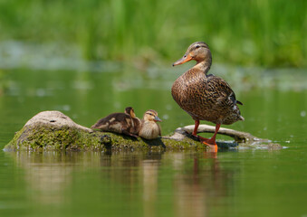 Mallard Ducklings exploring their environment for the first time. Local lake, Fishers, Indiana, Summer. 