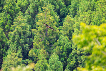飛翔する美しいトビ（タカ科）。

日本国神奈川県相模原市、早戸川林道にて。
2024年6月撮影。

Beautiful Black Kite (Milvus migrans) in flight.
