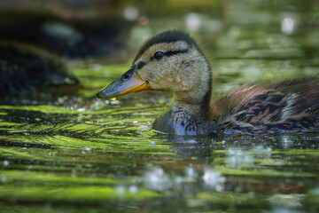 Mallard Ducklings exploring their environment for the first time. Local lake, Fishers, Indiana, Summer. 