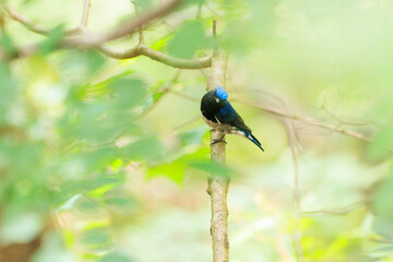 新緑の中、大きく美しい声でさえずる美しいオオルリ（ヒタキ科）の幼鳥。

日本国神奈川県相模原市、早戸川林道にて。
2024年6月撮影。

The beautiful juvenile Blue-and-white Flycatcher (Cyanoptila cyanomelana) chirp loudly and beautifully in the fresh green.
