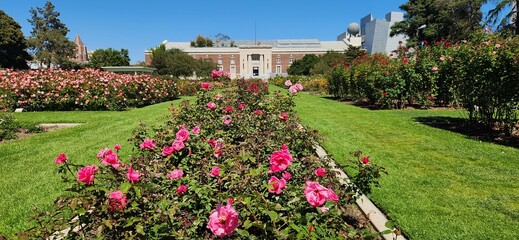 Rose garden with building in the background