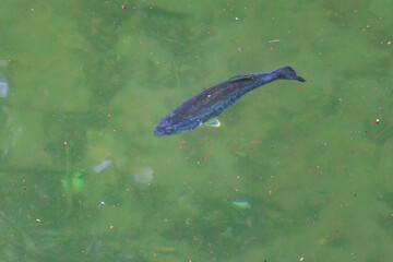 水面を泳ぐ美しいブラックバス（オオクチバス：サンフィッシュ科）。

日本国神奈川県相模原市、早戸川林道にて。
2024年6月撮影。

Beautiful black bass (Largemouth bass : Micropterus salmoides) swimming on the surface of the water.
