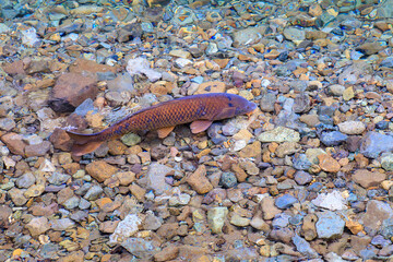 水面を泳ぐ美しいコイ（コイ科）の群れ。

日本国神奈川県相模原市、早戸川林道にて。
2024年6月撮影。

A school of the beautiful Japanese carp (Cyprinus carpio) swimming on the surface of the water.
