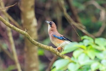 美しいカケス（カラス科）

日本国神奈川県相模原市、早戸川林道にて。
2024年6月撮影。

Beautiful Eurasian Jay (Garrulus glandarius, family comprising crows).
