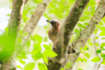 美しいカケス（カラス科）

日本国神奈川県相模原市、早戸川林道にて。
2024年6月撮影。

Beautiful Eurasian Jay (Garrulus glandarius, family comprising crows).
