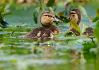 Adorable, Mallard Ducklings venturing onto lake for first time in morning light at a lake in, Fishers, Indiana, Spring and Summer. 