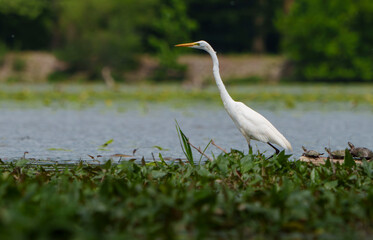 Graceful Great White Egret (Adrea Alba) fishing and scouring the water of a local lake while flying and stalking in shallow water. Local lake, Fishers, Indiana, Summer. 