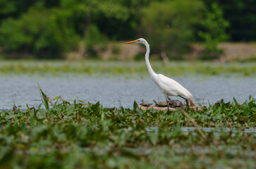 Graceful Great White Egret (Adrea Alba) fishing and scouring the water of a local lake while flying and stalking in shallow water. Local lake, Fishers, Indiana, Summer. 