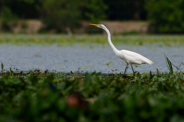 Graceful Great White Egret (Adrea Alba) fishing and scouring the water of a local lake while flying and stalking in shallow water. Local lake, Fishers, Indiana, Summer. 