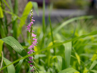 草むらのネジバナ
