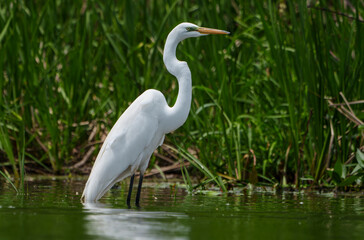 Graceful Great White Egret (Adrea Alba) fishing and scouring the water of a local lake while flying and stalking in shallow water. Local lake, Fishers, Indiana, Summer. 