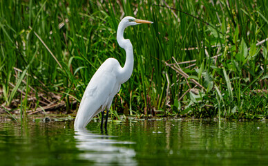 Graceful Great White Egret (Adrea Alba) fishing and scouring the water of a local lake while flying and stalking in shallow water. Local lake, Fishers, Indiana, Summer. 
