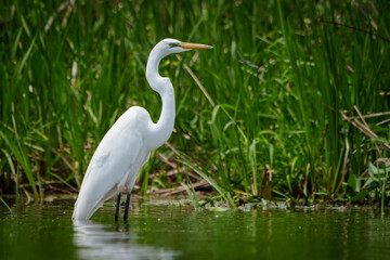 Graceful Great White Egret (Adrea Alba) fishing and scouring the water of a local lake while flying and stalking in shallow water. Local lake, Fishers, Indiana, Summer. 