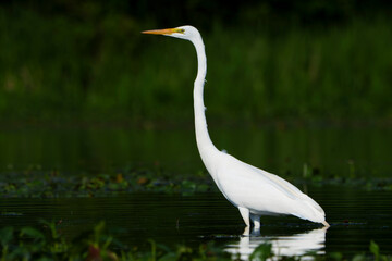 Graceful Great White Egret (Adrea Alba) fishing and scouring the water of a local lake while flying and stalking in shallow water. Local lake, Fishers, Indiana, Summer. 