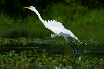 Graceful Great White Egret (Adrea Alba) fishing and scouring the water of a local lake while flying and stalking in shallow water. Local lake, Fishers, Indiana, Summer. 