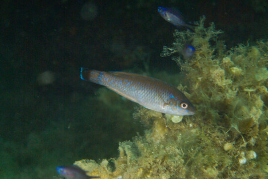 Tordo codanera ( Symphodus melanocercus ). Black tailed Cleaner Wrasse ,Capo Caccia, Alghero, Sardinia, Italy