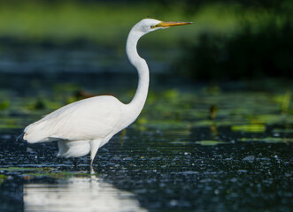 Graceful Great White Egret (Adrea Alba) fishing and scouring the water of a local lake while flying and stalking in shallow water. Local lake, Fishers, Indiana, Summer. 